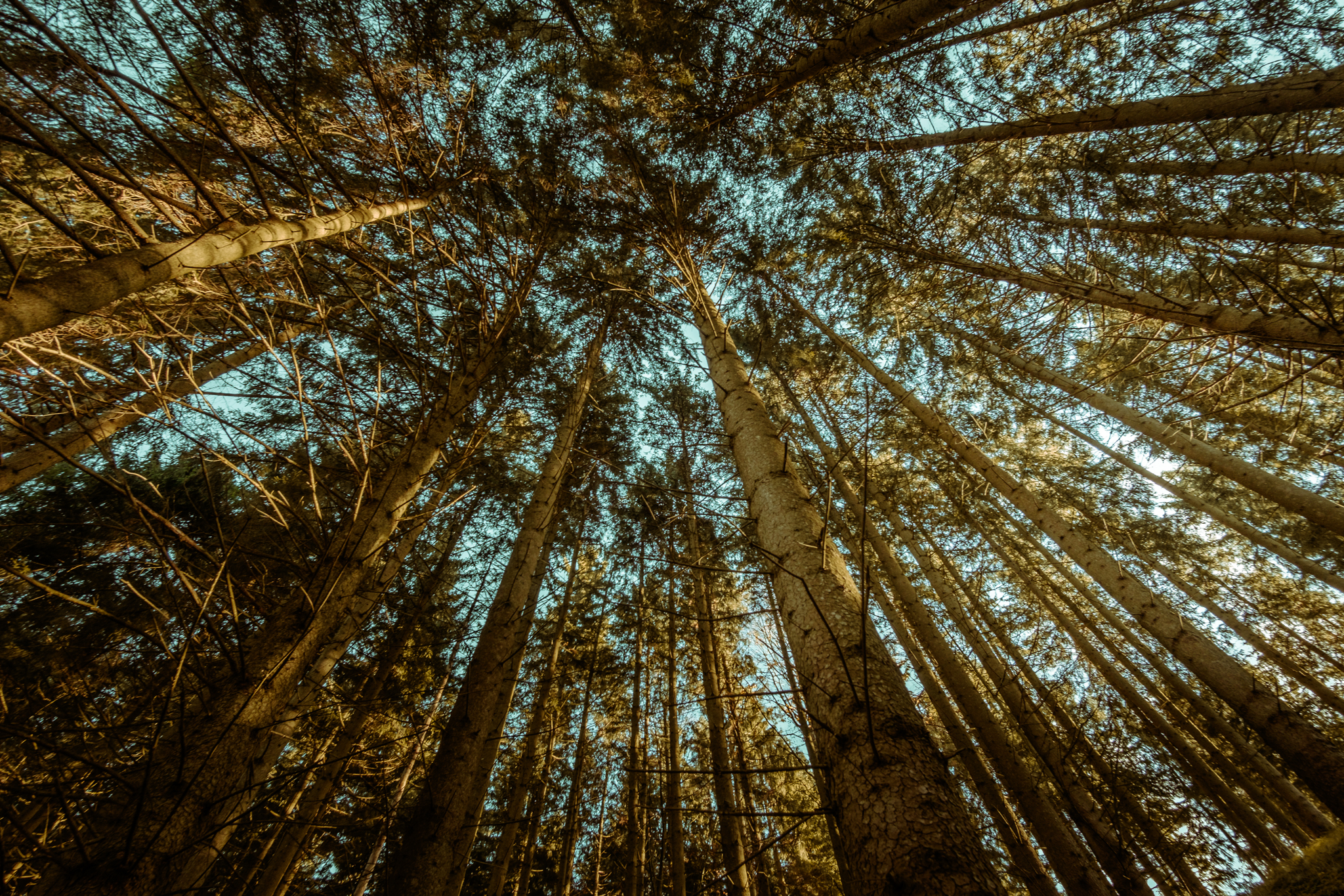 Mitten im Wald | Fujifilm | X-T1 | 12mm