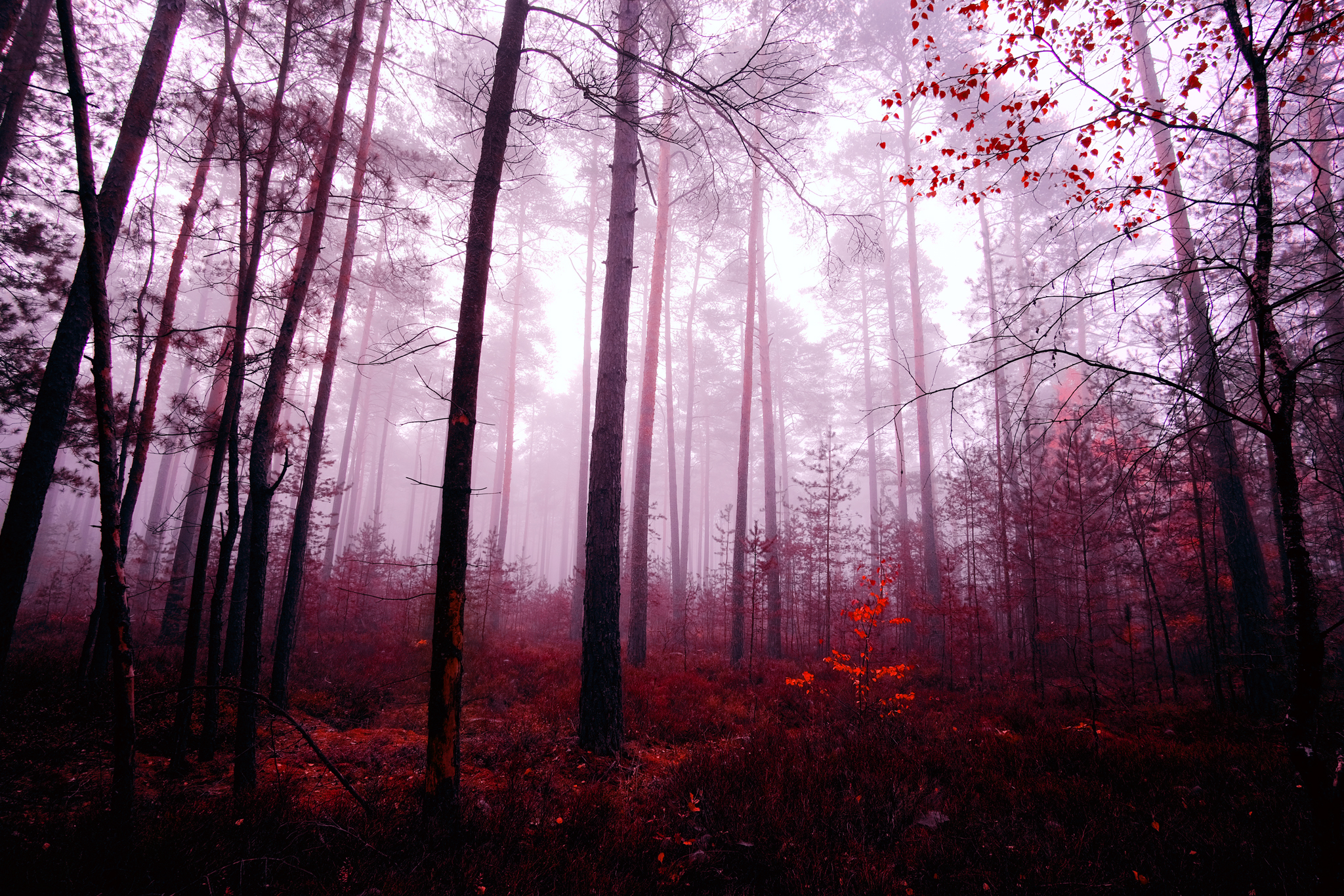 Roter Wald…