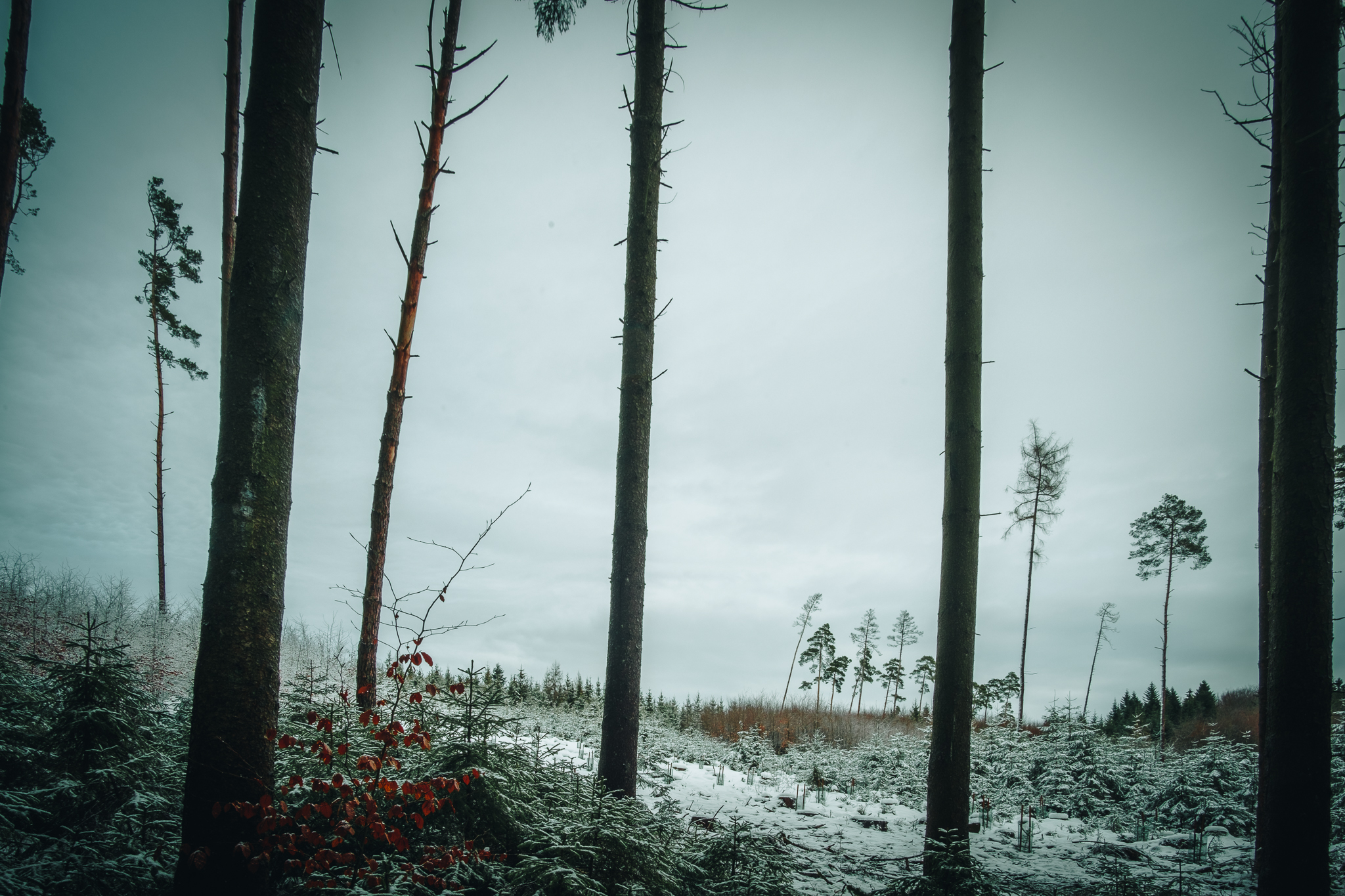 Winter / Wald / Natur